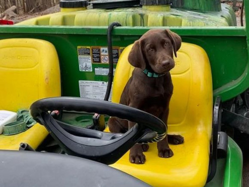 Golf carts